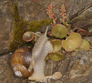 Escargot de Bourgogne - Helix pomatia L. 1758 © P. Duboc