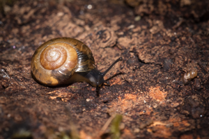 Zenobiellina subrufescens © David Naudon