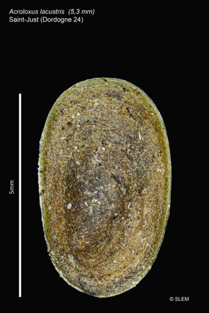Acroloxus lacustris © SLEM