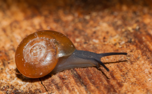 Aegopinella nitidula © David Naudon