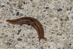 Ambigolimax valentianus © David Naudon