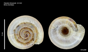 Hawaiia minuscula (Binney 1841) © SLEM