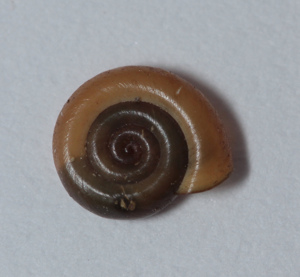 Anisus spirorbis © Pascal Duboc