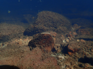 Anodonta anatina © David Naudon