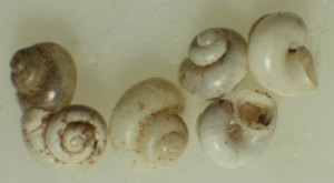 Globhydrobie commune - Islamia moquiniana © P. Duboc