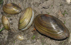 Anodonta cygnea © Pascal Duboc