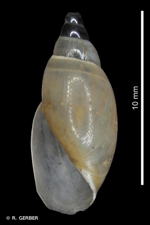 Aplexa hypnorum (Linnaeus, 1758) © R. GERBER