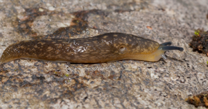 Limace des caves - Limacus flavus © D. Naudon