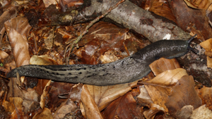 Grande Limace - Limax cinereoniger © P. Duboc