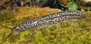Limace léopard - Limax maximus © P. Duboc