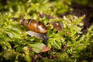 Cryptazeca monodonta (de Folin & Bérillon, 1877) © D. Naudon