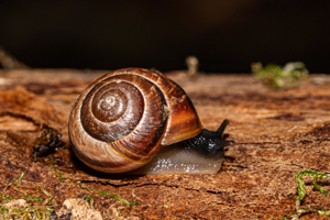 Arianta arbustorum © David Naudon
