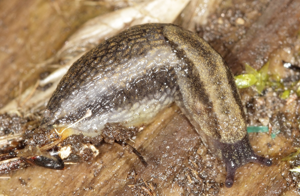 Arion distinctus © Pascal Duboc