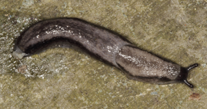Arion fasciatus © Pascal Duboc