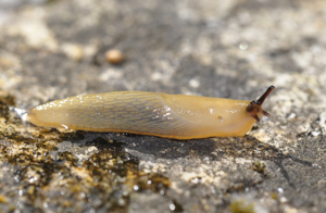 Arion intermedius © David Naudon