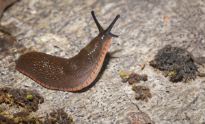Grande Loche - Arion rufus © David Naudon