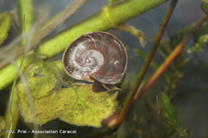 Planorbis carinatus O.F. Müller, 1774 © V. Prié - Association Caracol