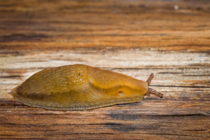 Arion subfuscus © David Naudon