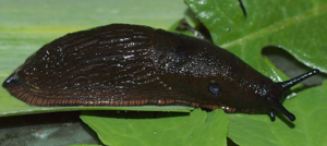 Arion vulgaris © Pascal Duboc