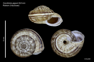 Backeljaia gigaxii © SLEM