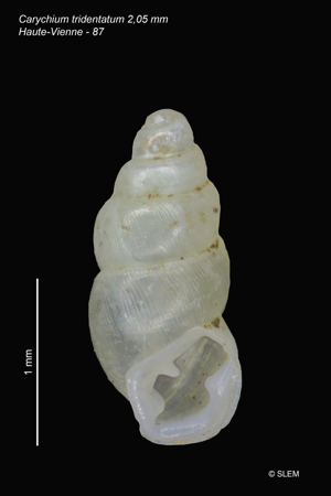 Carychium tridentatum © SLEM