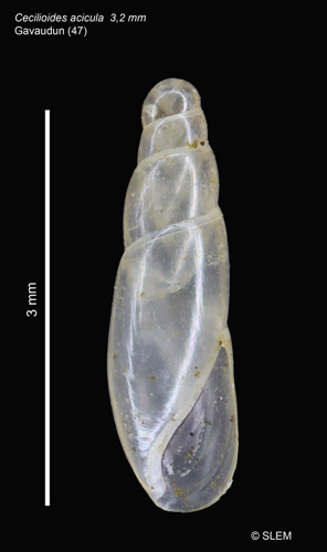 Cecilioides acicula © SLEM