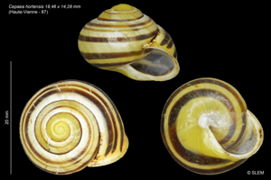 Cepaea hortensis © SLEM