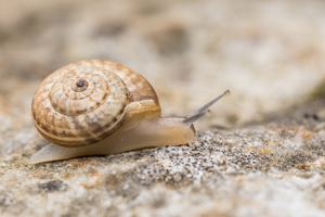 Cernuella aginnica © David Naudon
