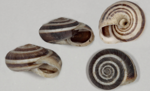 Cernuella neglecta © Pascal Duboc