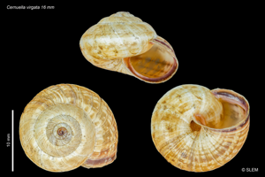 Cernuella virgata © SLEM