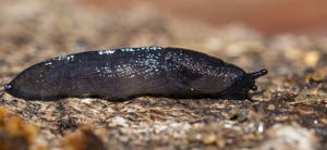 Pseudolimace jayet - Milax gagates © David Naudon