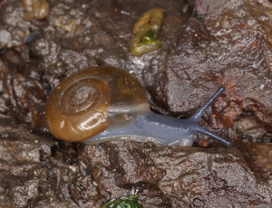 Luisant aillé - Oxychilus alliarius © P. Duboc