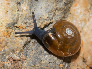 Luisant des Pyrénées - Oxychilus navarricus © D. Naudon