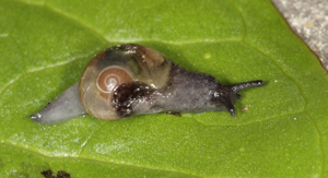 Semilimace des plaines - Phenacolimax major © P. Duboc