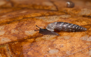 Clausilia bidentata © David Naudon