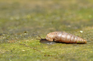 Clausilia rugosa parvula © David Naudon