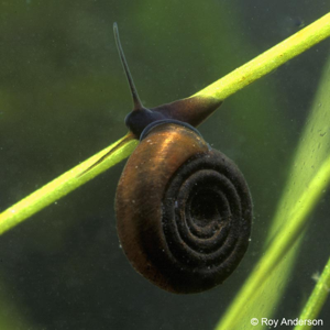 Bathyomphalus contortus (Linnaeus, 1758) © R. Anderson