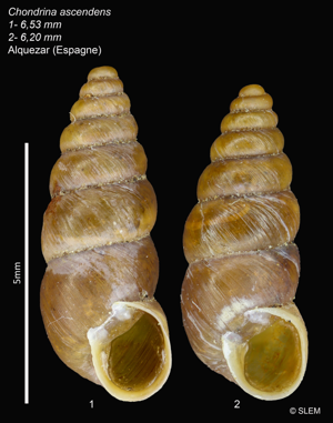 Chondrina ascendens © SLEM