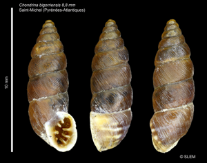 Chondrina bigorriensis © SLEM