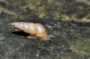 Cochlicella acuta © David Naudon