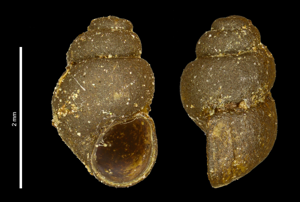 Bythinelle des Pyrénées - Bythinella reyniesii © SLEM