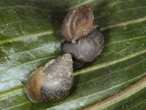 Bithynie commune - Bithynia tentaculata © Pascal Duboc