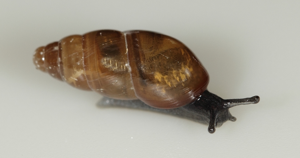 Petite Brillante - Cochlicopa lubricella (Porro, 1838) © P. Duboc
