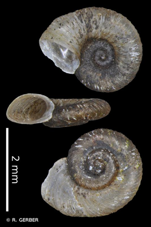 Armiger crista (Linnaeus, 1758) © R. GERBER