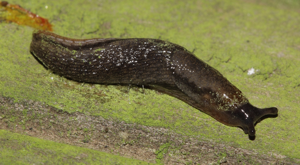Loche noire - Arion hortensis © P. Duboc