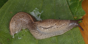 Pseudolimace chagrinée - Tandonia rustica © P. Duboc