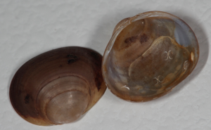 Cyclade ovale - Sphaerium ovale © P. Duboc