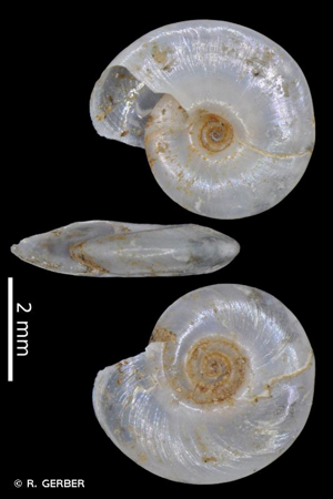 Hippeutis complanatus (Linnaeus, 1758) © R. GERBER