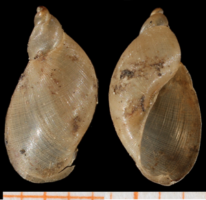 Pseudosuccinea columella © F.W. Schultes