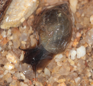 Physe voyageuse - Physa acuta © P. Duboc
